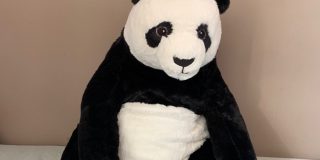 Companion Panda